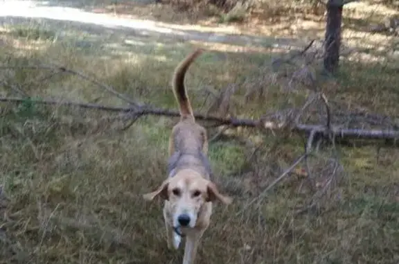 Собака найдена в лесу деревни Савково, Муром.