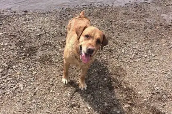 Пропала собака Арчи в Зеленогорске, Красноярский край