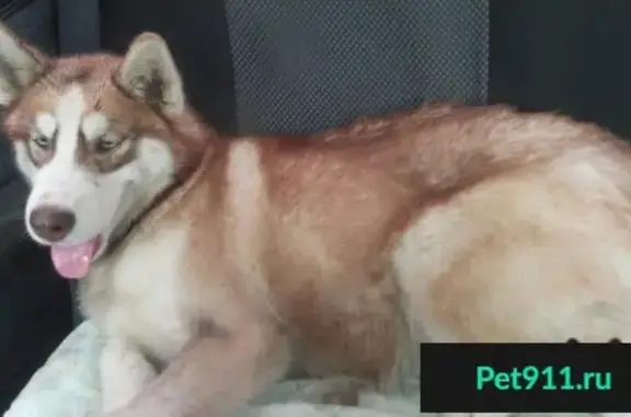 Собака с ломаной лапой найдена на Суздальском шоссе, требуется помощь!