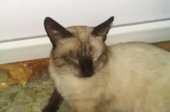 Найден тайский котик в Краснодаре