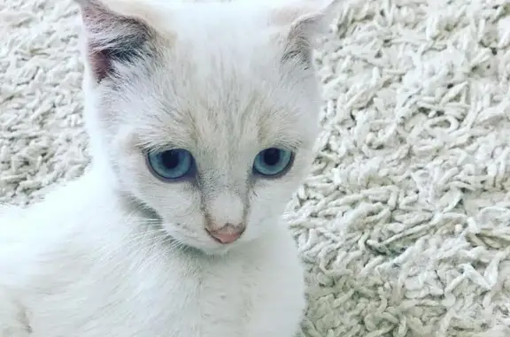 Найден добрый кот с бледными полосками в Воронеже