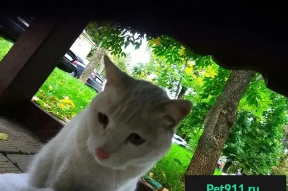 Найден белый кот в Внуково