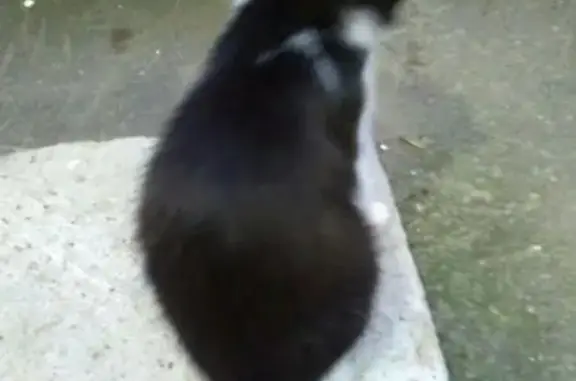 Найдена черно-белая кошка на Таганской улице