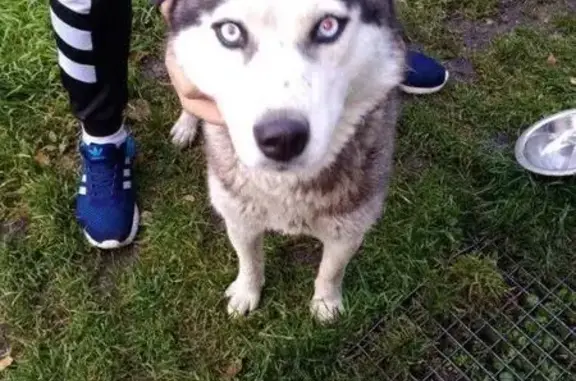 Пропала собака Хаски в Рудничном районе, вознаграждение!