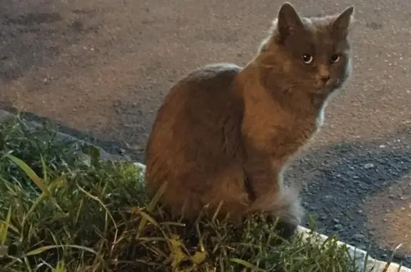 Найдена кошка возле магазина Билла, ищет дом