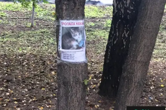 Пропала кошка в Красногорске, район Медучилище