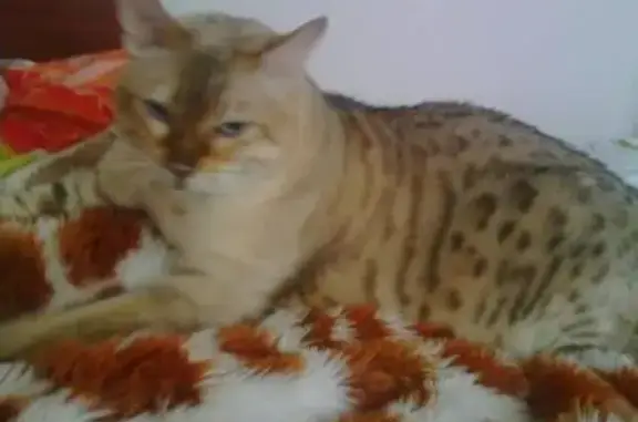 Пропала бенгальская кошка в деревне Крутая