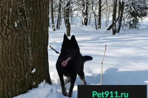 Пропала черная собака в Лобне, Московская область