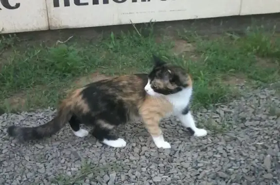 Пропала кошка Капля в СНТ Содружество, Ростовская область