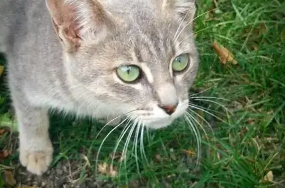 Найдена маленькая кошка в Терновке, Пенза