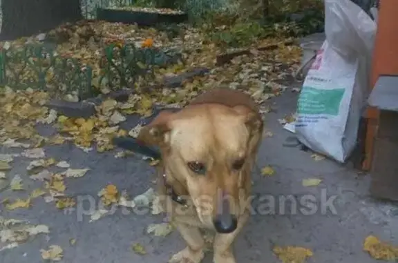 Пропала собака в районе Сад Мичуринцев, ищем хозяев!