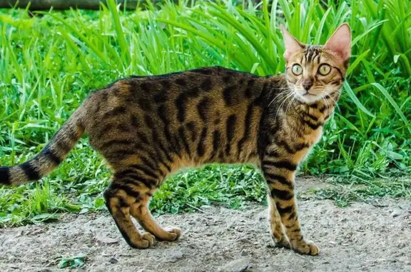 Пропала кошка Бася в деревне Аксаково, Московская область