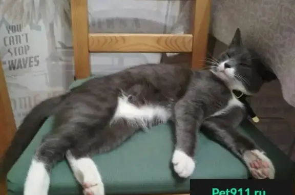 Найден серый кот с ошейником на ул. Старый Гай, Вешняки