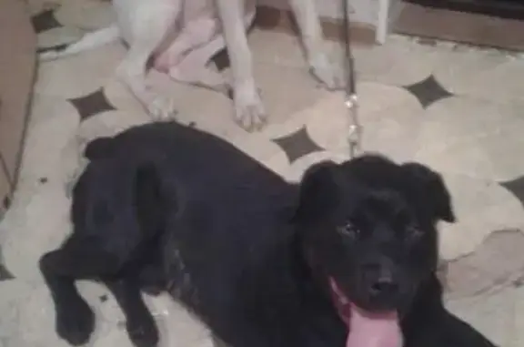 Найдена собака с ошейником и белым пятнышком в Нефтекамске