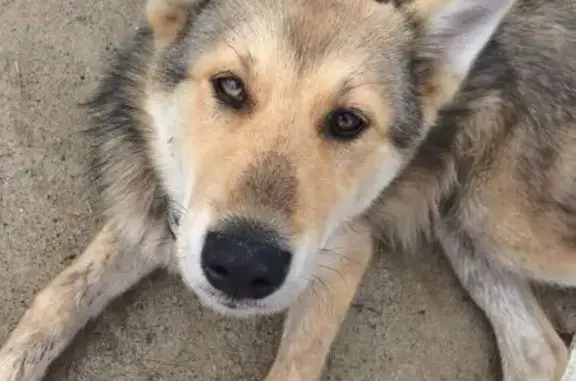 Найден бродячий пёс на ул. Елены Стасовой, Красноярск