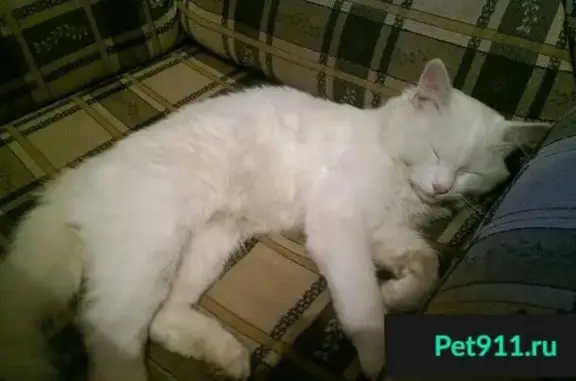 Найден белый кот на ул. Красных Зорь (Обнинск)