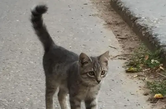 Найден котенок в Одинцовском районе МО