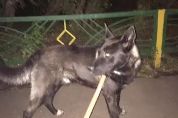 Найден чёрный пёс с серебром в Москве