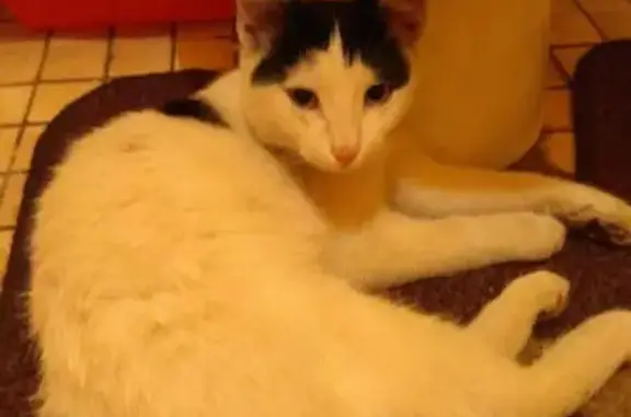Найдена ласковая кошка на 4-й Новокузьминской