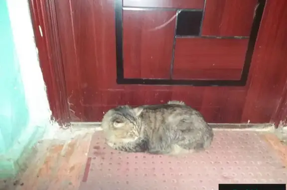 Найдена кошка на ул. Губкина #сообщение_в_приют