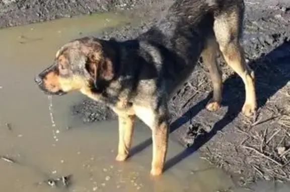 Найдена собака в Зимари, Барнаул.