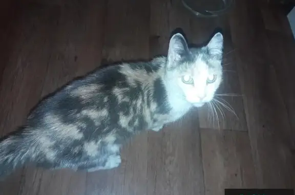 Найдена кошка на Волгоградской, ищем хозяина