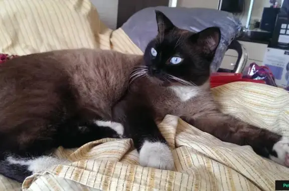 Найден красивый кот с голубыми глазами в Перово
