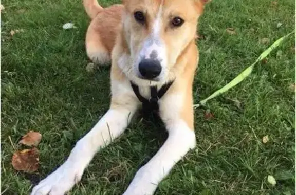 Найден щенок без ошейника в Восточном Дегунино