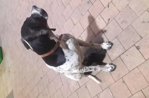 Найдена собака, Сириус, фото: Найдена собака возле магазина 5ятерочка в Адлере