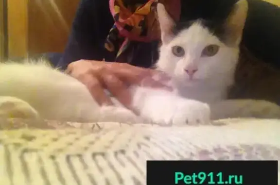 Найден молодой котик в Командоре, Академгородок, Красноярск