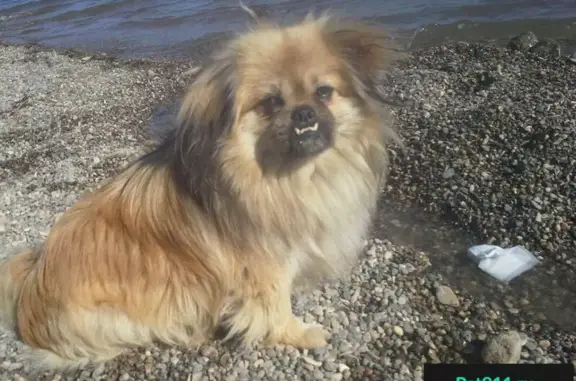 Пропала собака на Комсомольской улице в Иноземцево