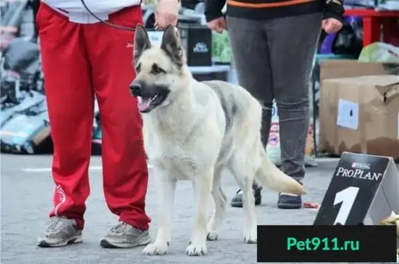 Пропала собака в Пушкино: восточноевропейская овчарка, сука, 9 лет.