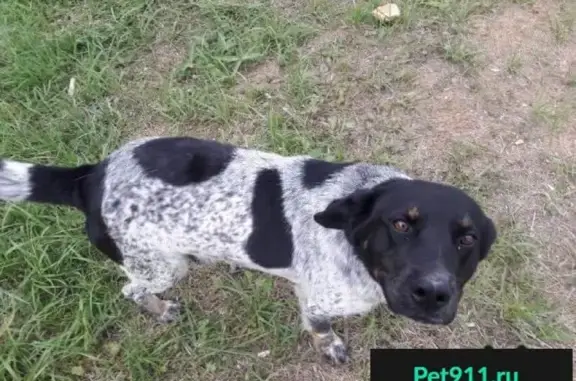 Найдена собака в Сергиевом Посаде