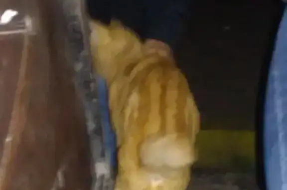 Найдена кошка на ул. Ивана Франко, 38к1