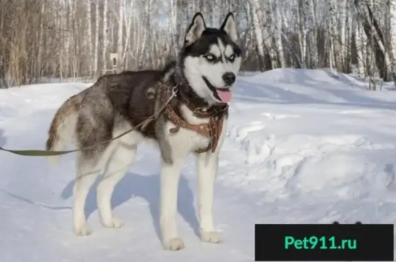 Пропали две хаски из КСК 