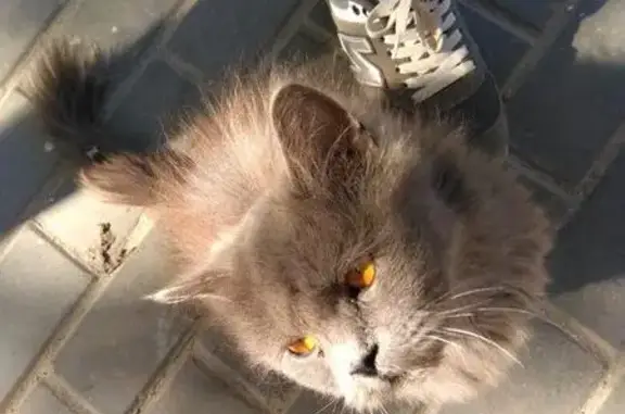 Облесший кот найден в Волгограде