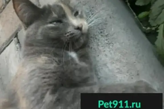 Пропала кошка на трассе Новосибирск-Омск, вознаграждение