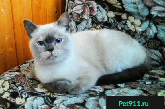 Найдена сиамская кошка на пер. Карякина, Самара