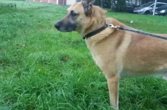 Найдена собака Дюша в Санкт-Петербурге, нужен дом