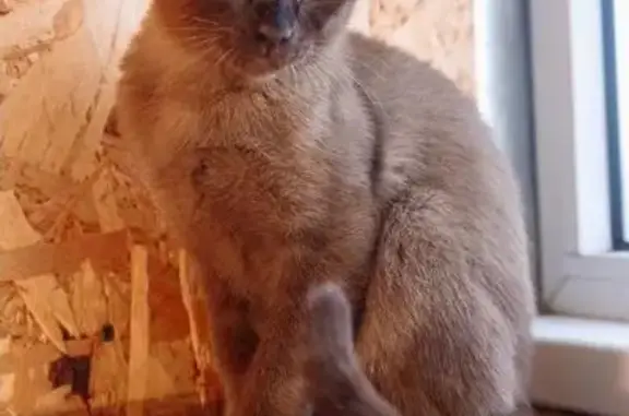 Найден домашний кот в Выхино-Жулебино, боится улиц