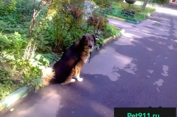 Собака найдена на пересечении улиц в Северном районе Москвы