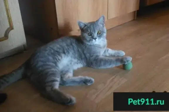 Пропала кошка возле Терновского 214, ищу мужчину-спасителя