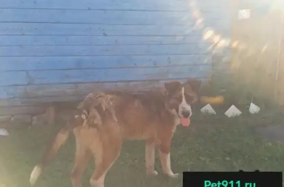 Найдена собака в деревне Мирша, Нижегородская область