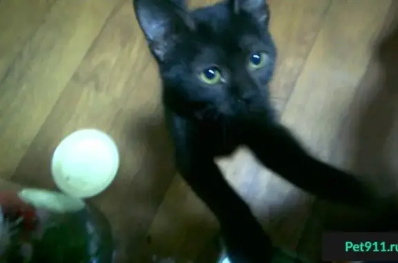 Найден черный котенок с резинкой на шее около магазина цветов на Мира, ищем хозяев.