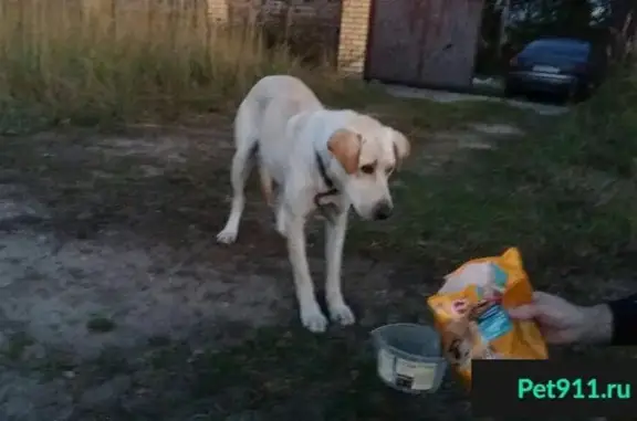 Найдена собака в Райках, Щелковский район