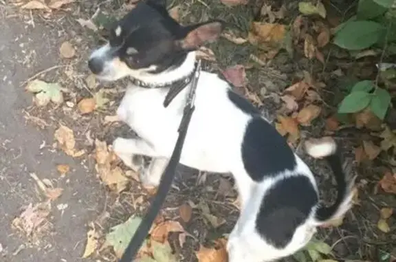 Пропала собака на Образцовской улице, Сызрань