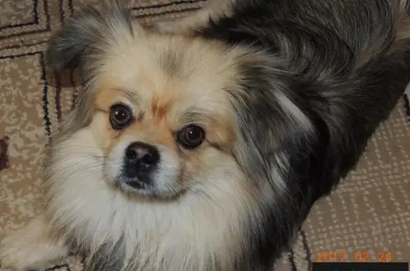 Пропала собака Тоша в Малой Ивановке, Волгоградская область