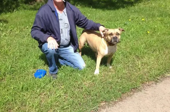 Собаки потеряшки, Волково (гуслевское Сп), фото: Потеряшка собака породы амстафф терьер в Талдомском районе