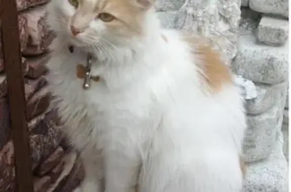 Пропал кот в деревне Верея, Окрас - белый с палевыми пятнами.