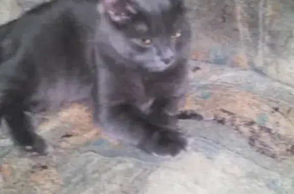Найдена кошка в Бузулуке, ищет хозяев!